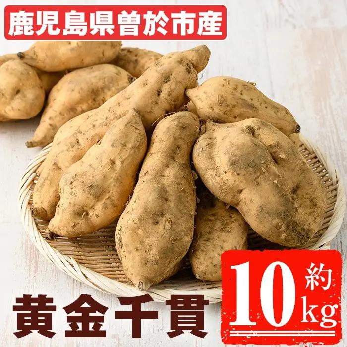 ＜先行予約受付中！2026年8月以降順次発送予定！＞鹿児島県 曽於市産 新物 黄金千貫 (10kg) 【瀬崎農園】 A606