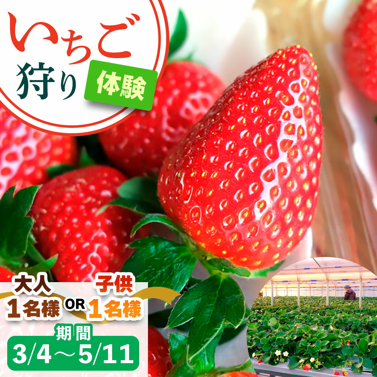 【ふるさと納税】[3月4日から5月11日] いちご狩り体験 1名様 奈良のブランド (あすかルビー)｜イチゴ農園 果物 フルーツ 親子 体験チケット いちご狩り農園 奈良県 [3053p-3054]