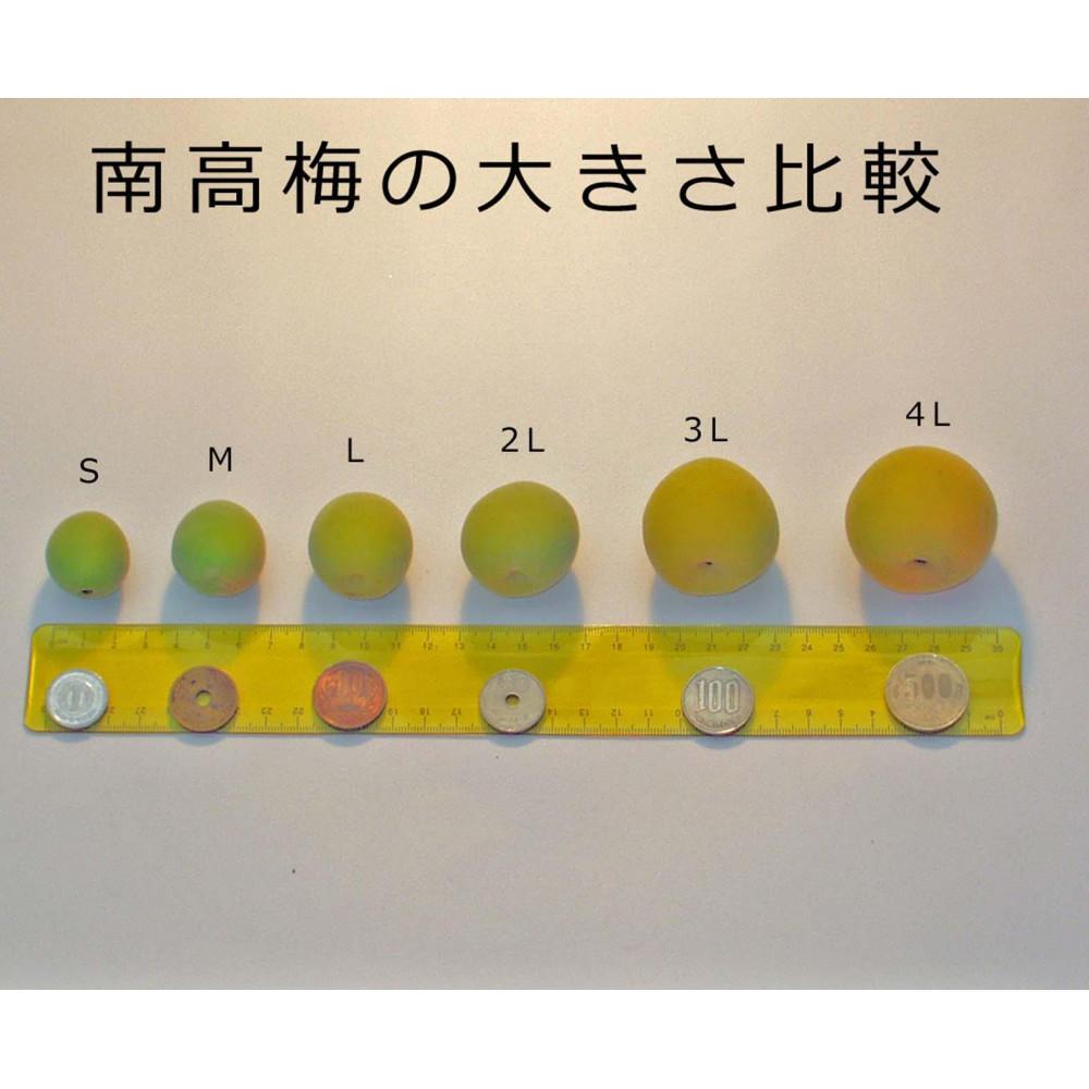 【梅干・梅酒用】大玉4Lサイズ約2kg 熟南高 生梅 赤秀品＜2025年6月上旬～7月7日発送予定＞【ART01】　XL23_イメージ5