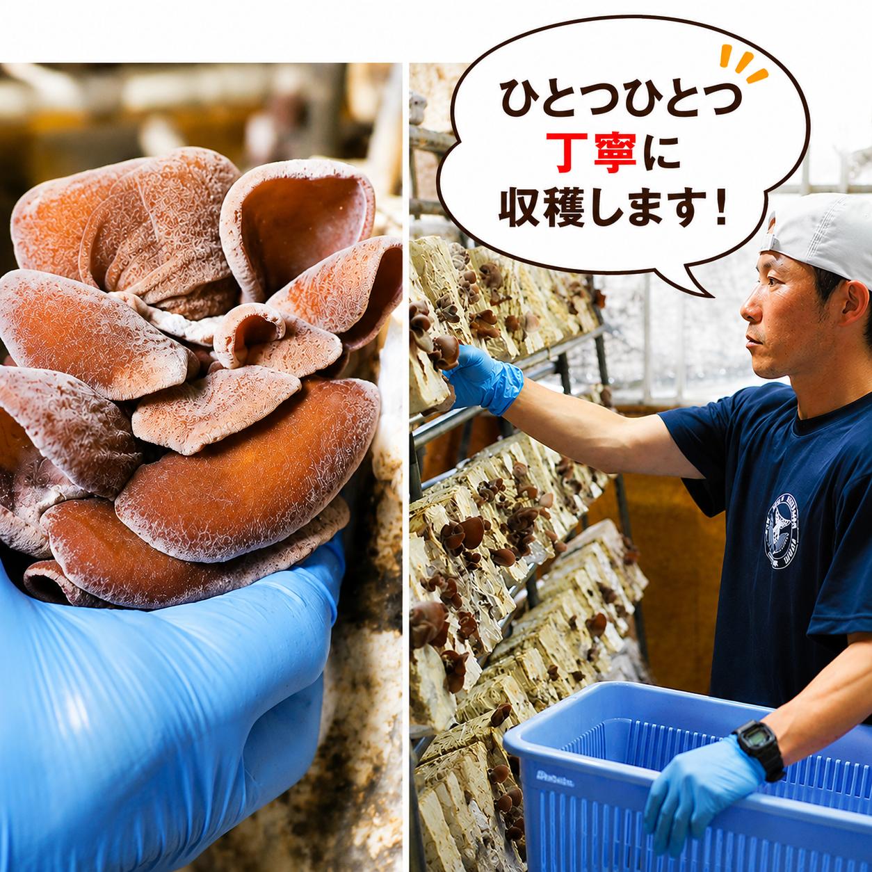 １つ１つ丁寧に収穫します。