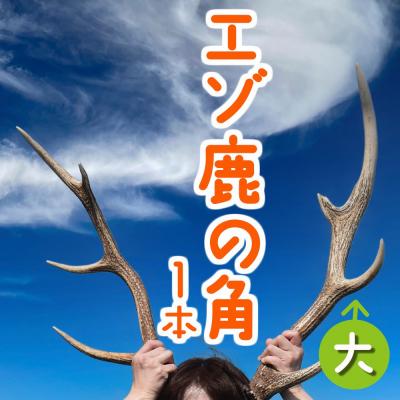 ふるさと納税 苫前町 エゾ鹿の角　大1本(北海道・しか・シカ・工作・手作り・DIY・自由研究・自然・キャンプ・アクセサリー