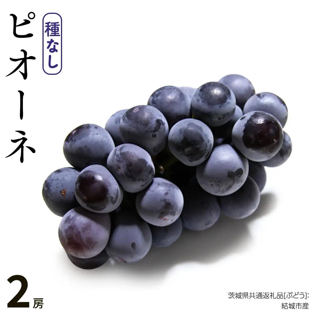 ピオーネ 2房 【2026年8月より発送開始】（茨城県共通返礼品 [ぶどう]：結城市産） ぶどう フルーツ 果物