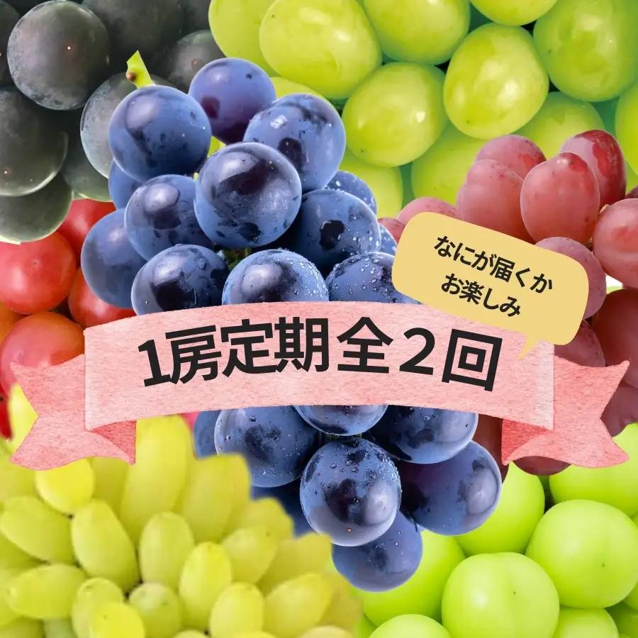 【2026年発送★先行予約】　『何が届くかお楽しみ』ぶどう王国山梨の2種定期便 167-193-26y
