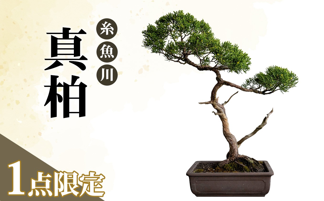 
                  【限定一点】糸魚川真柏 商品番号11 山採り木 現品限り 盆栽【新潟県糸魚川市】
                