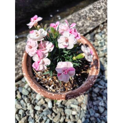 ふるさと納税 美作市 カーネーションを使った寄せ植えブリキ鉢 |  | 01