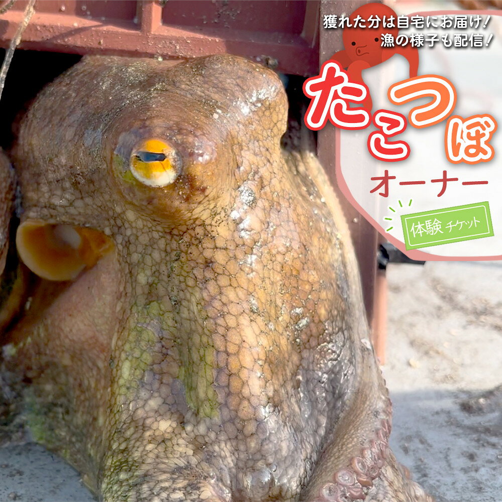 【ふるさと納税】【獲れた分は自宅にお届け！】たこつぼオーナー体験チケット
