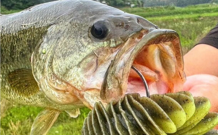 ベローズギル2inch 4点アソートセット 釣具 釣り用品 海釣り 岐阜市 / ジークラック [ANIG008]