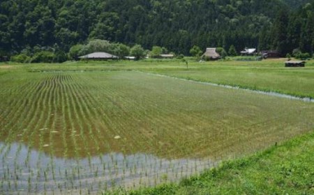 【新米】【京都丹波 西村farm】京都丹波産こしひかり 西村ファームの京ほたる米 10kg[髙島屋選定品］020N521 【令和6年産新米予約】