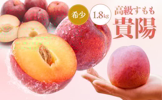 
            【2025年先行受付】 南信州 飯田産 贈答用 高級 すもも 貴陽 約1.8kg | 果物 くだもの フルーツ すもも 貴陽 ジューシー 贈答用 贈り物 プレゼント 長野県 飯田市 信州
          