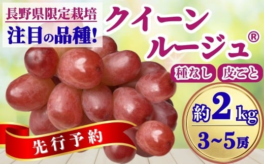 【2025年先行予約】ぶどう クイーンルージュ® 約2kg(3~5房)｜ 果物 フルーツ 赤ぶどう 葡萄 ブドウ 種無し 種なし 皮ごと 千曲市 長野県 信州