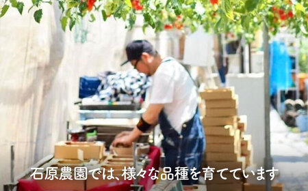 ミニトマト (フロランティーノ)800g 野菜 トマト[AEBG004]