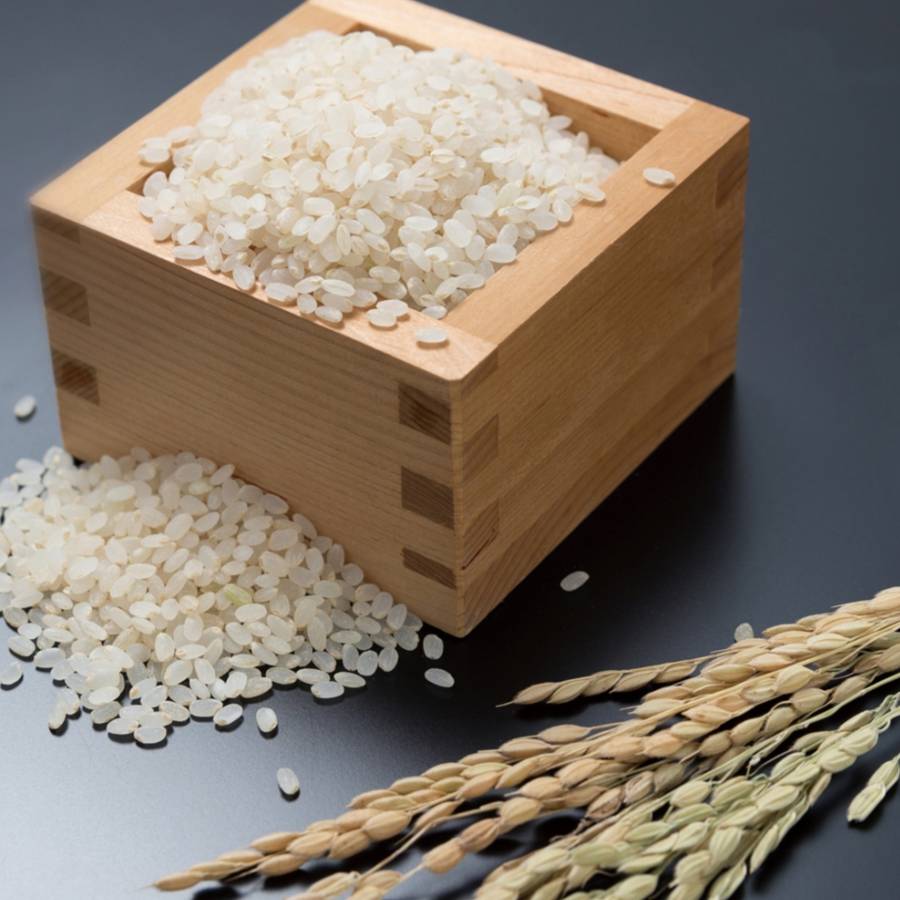 【令和7年産新米】＜ファーム小栗山＞獅子米　精米コシヒカリ10kg