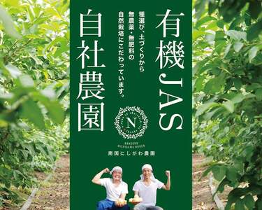 国産有機栽培グァバ葉100％使用 土佐國グァバ茶 2g×15包 | お茶 飲料 健康茶 茶 おちゃ 飲み物 グアバ 葉 国産 漢方 人気 おすすめ 食物繊維 カロテン カリウム ビタミン ビタミンC 