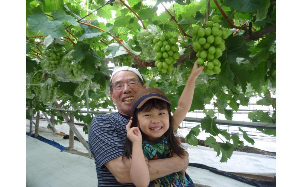 ＜2026年 先行受付 8月中旬発送＞【貝塚市産】特選シャインマスカット 900g以上３Lサイズ