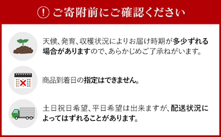 【2025年9月下旬より発送】キタカムイ１０ｋｇ　厚沢部産　【Ｌ・２Ｌサイズ】 【 ふるさと納税 人気 おすすめ ランキング じゃがいも ジャガイモ キタカムイ 野菜 肉じゃが カレー コロッケ 煮物