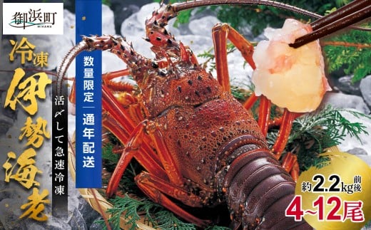 ［日付指定できる！］文恵丸水産の熊野灘産活〆急速冷凍伊勢海老　松4～12尾 約2.2kg前後【要日時指定配達 急速冷凍 魚介 プロトン 伊勢海老 伊勢えび 海老 えび 三重県 御浜町 冷凍】