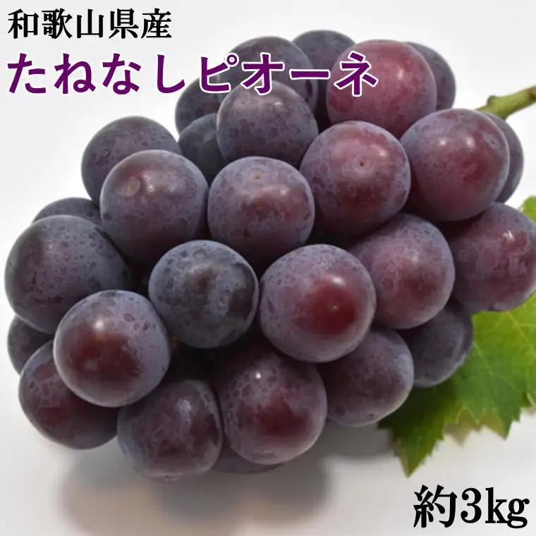【2026年度発送分】【新鮮・産直】和歌山かつらぎ町産たねなしピオーネ約3kg ※2026年8月中旬～2026年10月上旬頃に順次発送予定【tec952B】