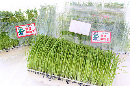 【農薬未使用・無添加】芽ねぎセット（5パック＆栽培キット＆にんにく新芽と海苔の佃煮）