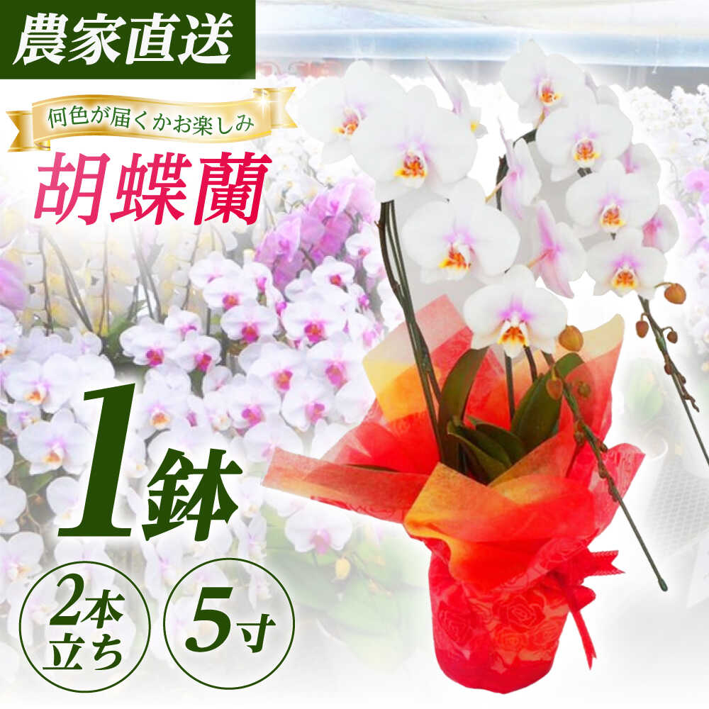 【ふるさと納税】【2本立ち5寸】生産農家直送！胡蝶蘭 1鉢【足柄金太郎洋蘭園】開成町 洋蘭 蘭 お花 生花 鉢花 鉢[BDAB005]