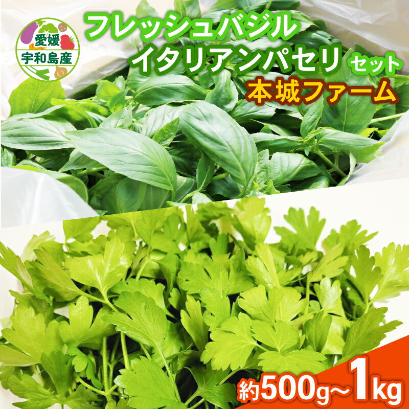 【ふるさと納税】 フレッシュ バジル イタリアンパセリ セット 計500g~計1kg 選べる 内容量 本城ファーム ハーブ 生バジル 生パセリ パセリ ばじる はーぶ 香草 水耕栽培 野菜 やさい 新鮮 イタリア料理 調味料 スパイス 農家直送 産地直送 数量限定 国産 愛媛 宇和島