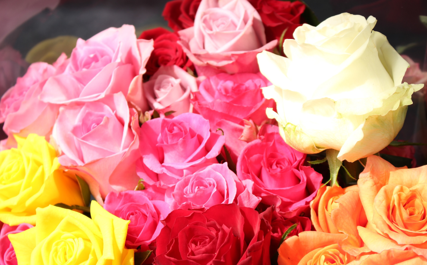 バラ 10本セット 花束 ブーケ 薔薇 ローズ 生花 フラワー 産地直送 贈り物 江田島市/タナカローズガーデン [XDC001]