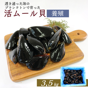 期間限定 活ムール貝 2kg 国産 冷蔵 ＼ ムール貝 ／