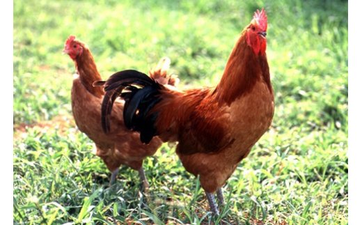 【12月21日受付分まで年内発送】元祖白だし濃厚スープ　名古屋コーチン鶏鍋セット（3～4人前）　H001-069