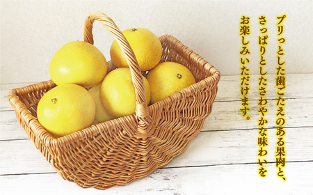 先行予約 訳あり 文旦 3kg （ Lサイズ 以上 ） 5000円 ぶんたん みかん mikan 蜜柑 ミカン 家庭用 少量 お試し 産地直送 国産 農家直送 糖度 期間限定 数量限定 特産品 ゼリー
