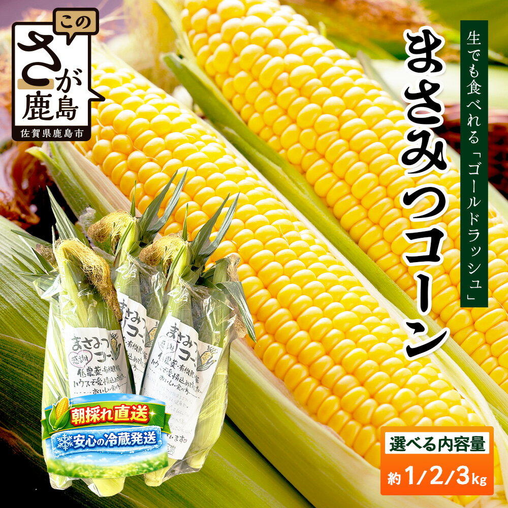 【ふるさと納税】高糖度スイートコーン「ゴールドラッシュ」9～10本 【予約受付】≪まさみつコーン≫ 朝採れ 新鮮 安心の冷蔵発送 佐賀県鹿島市産【2026年5月中旬より順次発送予定】野菜 コーン トウモロコシ とうもろこし 甘い おいしい 健康志向 佐賀県 鹿島市 人気 A-223