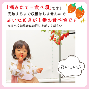 【先行予約 : 2025年1月~2025年2月発送予定 】 いちご きらぴ香 約1kg 約250g×4パック 朝どれ 完熟 苺 産地 直送 フレッシュ イチゴ 贈答 フルーツ 果物 国産 静岡県 藤枝