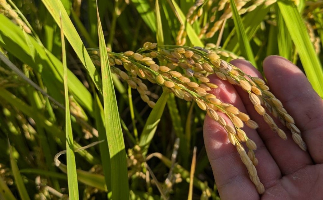 自然共生サイト米 稲穂