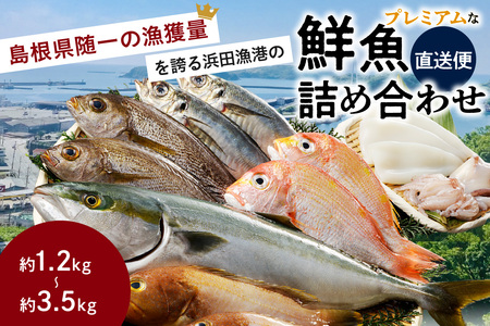 浜田のプレミアム鮮魚 海鮮 海鮮 セット 【006_2045】
