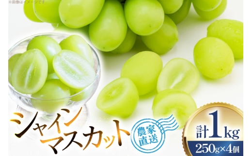 【期間限定発送】 シャインマスカット 粒 ジュエルボックス 250g 4個 計 1kg [治右衛門果樹園 山形県 高畠町 tk06ays830008] 詰め合わせ 小分け フルーツ 果物 くだもの ぶどう ブドウ 葡萄 甘い