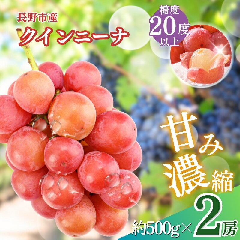 【ふるさと納税】ぶどう 先行予約 クイーンニーナ 2房 セット 葡萄 ブドウ 果物 フルーツ デザート おやつ 信州 2025年秋発送頃 長野 果物類 マスカット ギフト 手土産 　お届け：2026年9月中旬～11月上旬
