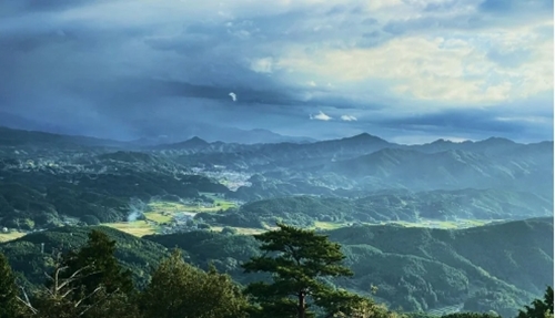 定期便12回 よもぎ & 大和当帰 入浴剤 50包 /ウェルネスフーズ UDA ふるさと納税 無添加 有機栽培 おすすめ リラックス ストレス解消 ボディケア 肌荒れ改善 疲労回復 送料無料 奈良 宇