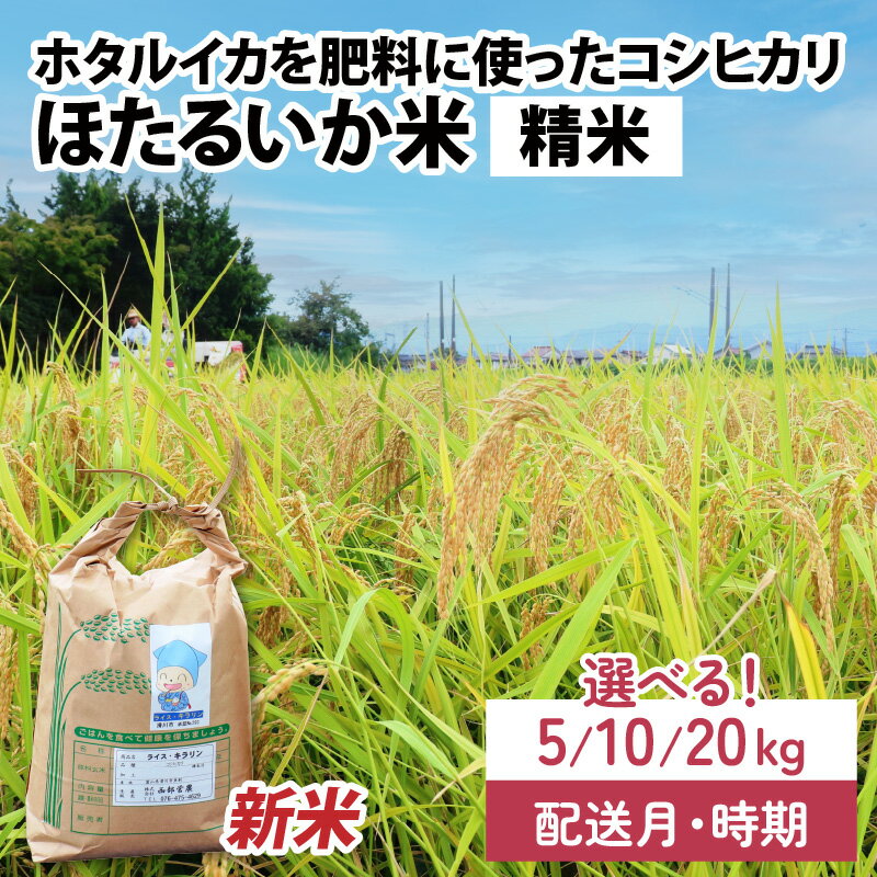 【ふるさと納税】【先行予約】【新米】ほたるいか米（精米）選べる容量（5kg／10kg／20kg）25年10月以降順次配送予定　選べる配送時期（※各月上旬／中旬／下旬） / 農家直送 訳あり お米 おこめ こしひかり コシヒカリ ホタルイカ 富山県 滑川市 国産 送料無料
