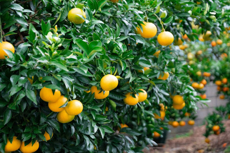 採れたて甘い手摘み有田みかん 10kg S～Lサイズ不揃い