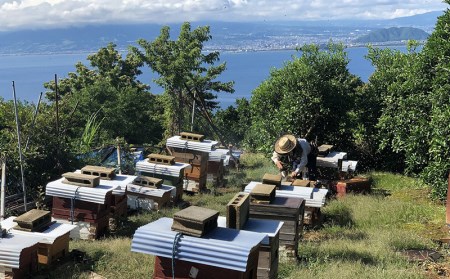 【価格改定予定】はちみつ 蜂蜜 2個 ギフト 贈答用 海と空と富士山のみかんの山より