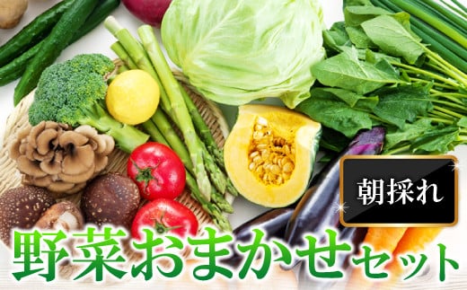 
朝採れ地元 野菜おまかせセット【野菜 やさい おまかせ セット 旬の野菜 四季の旬 春野菜 夏野菜 秋野菜 冬野菜】
