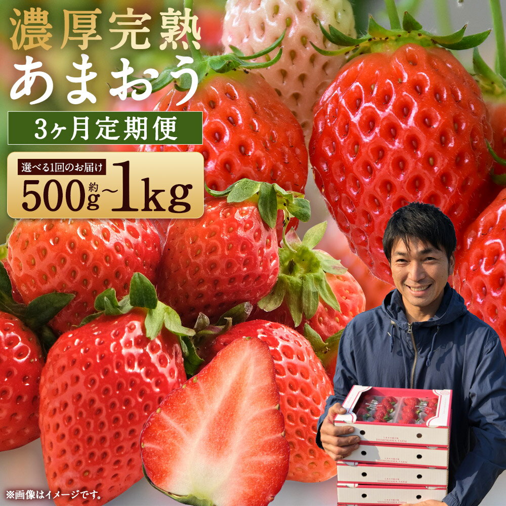 【ふるさと納税】【選べる定期便】特別栽培の濃厚完熟あまおう 約500g/約1kg 3回定期便/4回定期便 1パック約250g いちご イチゴ 苺 くだもの 果物 フルーツ 福岡県産 九州産 パック 冷蔵 送料無料【2025年12月上旬～2026年1月上旬より順次発送予定】