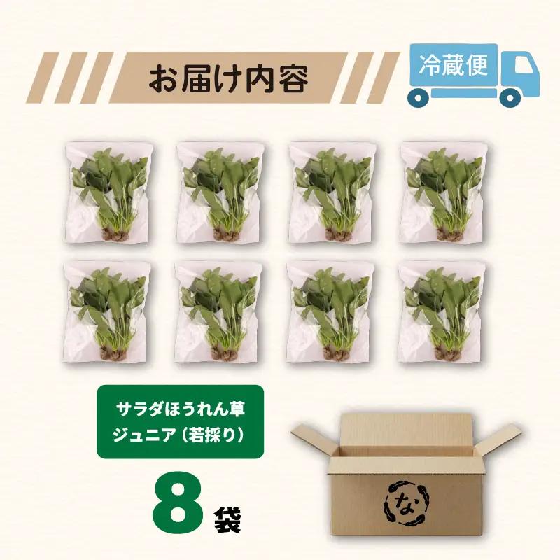 若採り サラダほうれん草 ジュニア | ほうれんそう 水耕 葉物 野菜 南国市