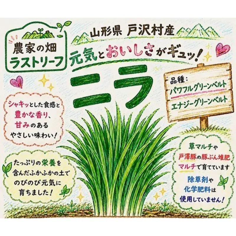 山形県 戸沢村産 にら 4kg(40束) 2026年5月下旬から順次発送 国産 野菜 やさい 韮 ニラ 料理 餃子 炒め物 惣菜 自宅 家庭 F7W-0339