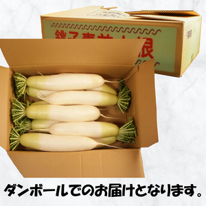 【先行予約】 大根 8～10本 大根 大根 大根 大根 大根 小野商店