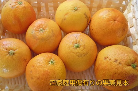 美浜町産グレープフルーツ（スタールビー）　ご家庭用 傷あり 約10kg ※2027年5月上旬～8月上旬頃に発送予定