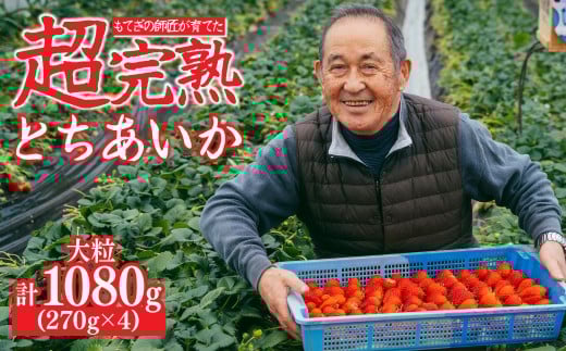 【先行受付：1月中旬以降発送】いちご「茂木完熟いちご」師匠が育てた朝採れとちあいか 大粒  約270g × 4パック 合計約1080g | いちご イチゴ 苺 とちあいか 完熟 果物 甘い あまい フルーツ くだもの 旬 産地直送 栃木県産 関いちご園 栃木県 茂木町
