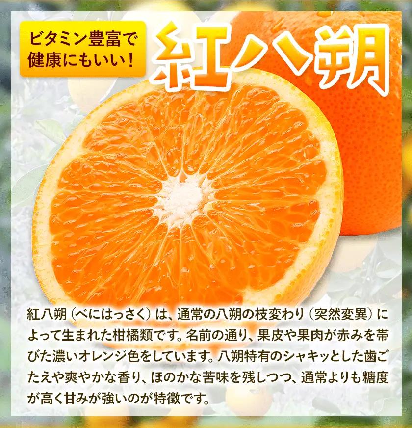 みかん 紅八朔 ご家庭用 10kg サイズ混合 八朔 