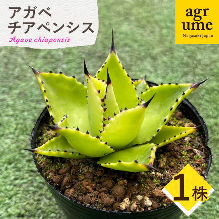 【ふるさと納税】Agave chiapensis　アガベ チアペンシス 1株 長与町/アグリューム[EAI121] 観葉植物 多肉植物 苗 植物 アガベ あがべ インテリア