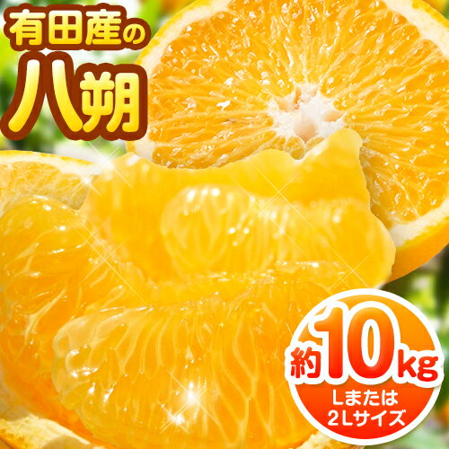 【ふるさと納税】【手選果】有田産の八朔 10kg（Lまたは2Lサイズいずれかお届け） 厳選館 《2026年1月下旬-2月下旬頃出荷》和歌山県 日高町
