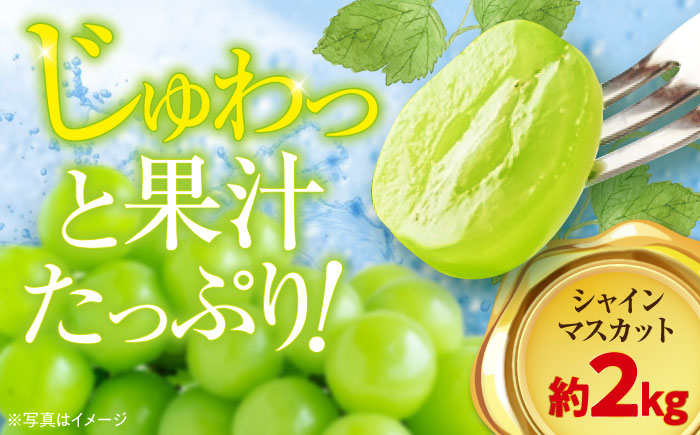 【先行予約】【9月初旬より順次発送】ジュワッと果汁が溢れ出る、家族みんなが笑顔になる。ご家庭用シャインマスカット約2kg（3〜5房）　愛媛県大洲市/沢井青果有限会社 [AGBN006]ぶどう 葡萄 フルーツ 巨峰 タルト 手作りケーキ 果物 スイーツ 甘い デザート 料理 ヨーグルト スムージー