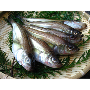 【E-79】鳥取網代港 朝獲れ直送！旬の天然魚セット【さかなや新鮮組】